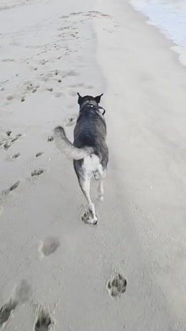 Two dogs are on a sandy beach. One dog is a husky, and the other is a darker colored dog. The husky is in the foreground of the video and appears to be trotting towards the camera. The darker colored dog is behind the husky and slightly to the left. There are footprints in the sand. The ocean is visible in the background.