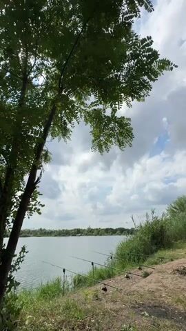 A vertical video pans right across a body of water with several fishing rods set up on the bank. Tall green grass and trees are visible on the right side of the frame, while the left side shows a large tree with green leaves. The sky is cloudy with patches of blue.