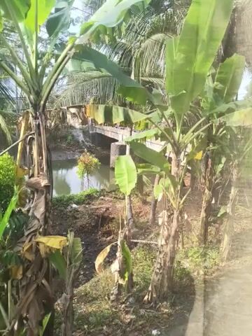 The video depicts a close-up view of lush green foliage, primarily large banana leaves and palm fronds. The camera angle is angled, giving the impression of looking down or at an incline. In the background, a body of water, possibly a stream or canal, is visible, with muddy banks and some dry vegetation. The overall environment appears to be tropical or subtropical. There are no people or specific objects clearly identifiable in the foreground or background, other than the plants and water. The lighting suggests it is daytime, with sunlight filtering through the leaves.
