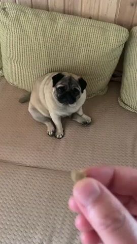 A pug dog is sitting on a couch. A person's hand is holding a small treat in front of the dog's nose. The pug looks at the treat and then quickly eats it from the person's fingers. The dog then looks away.