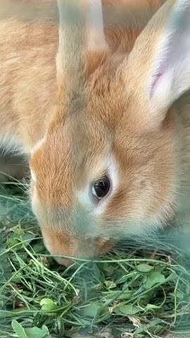 This is a close-up video of a light brown rabbit eating grass. The rabbit's head and chest are visible, with its eyes and nose clearly in focus. The rabbit is surrounded by a bed of green grass, and it is actively munching on some of the blades. The lighting suggests it is daytime. The video is shot from a slightly high angle, looking down at the rabbit.