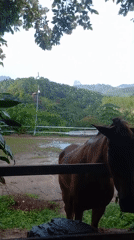 Woman pets horse through fence in rural Thailand yard