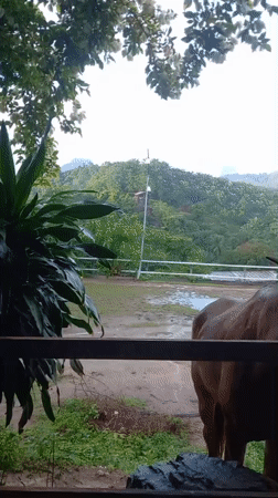 Woman pets horse through fence in rural Thailand yard