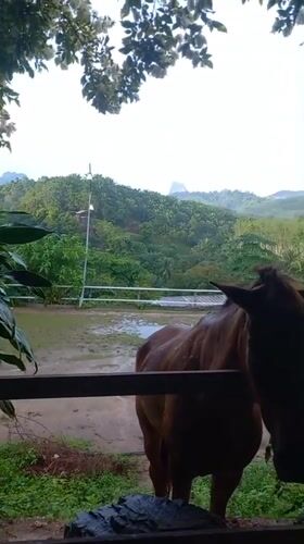 Woman pets horse through fence in rural Thailand yard
