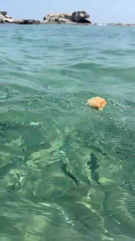 The video shows a close-up view of clear, turquoise water. In the center of the frame, a small piece of orange-colored food, possibly bread, is floating on the surface, creating ripples. Numerous small fish, appearing silvery or dark, are gathered around the food, actively feeding on it. The camera pans slightly, revealing more of the water and the schooling fish. In the background, out of focus, are a few rocky islands or formations and the ocean horizon under a bright sky. The water is shallow enough to see the sandy or rocky bottom in some areas.