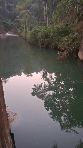 A serene, vertical video captures a tranquil river flowing through a lush, verdant landscape. The water, a deep, murky green, reflects the surrounding trees and the soft, diffused light of what appears to be dawn or dusk. On the left bank, a weathered concrete structure, possibly a dam or retaining wall, rises from the water's edge. Dense foliage, including ferns and tall, slender trees, blankets the gentle slopes that flank the river. The water itself is calm, with only the faintest ripples disturbing its surface, suggesting a peaceful, undisturbed environment.