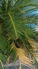 Everyday life and greenery around a Panggungan home