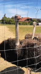 Ostriches behind a wire fence in Harmanli, Bulgaria