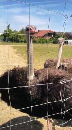 Ostriches behind a wire fence in Harmanli, Bulgaria