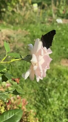 A dark butterfly rests on a pale pink rose, its wings slightly closed. The rose is in profile, with its petals unfurling. The butterfly's antennae are visible. The background is a blur of green grass and dappled sunlight, suggesting an outdoor setting on a sunny day. A green stem and leaves are visible to the left of the rose. The camera is stationary.