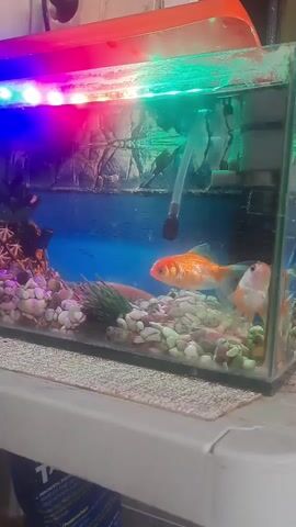 A small, rectangular glass aquarium is illuminated by colorful LED lights, casting pink, purple, and green hues across the scene. Inside, the water is clear, revealing a textured, rock-like backdrop and a blue, water-effect background. The aquarium floor is covered with a variety of pebbles in shades of white, gray, and brown, interspersed with some green artificial plants and a brown coral-like decoration. A clear plastic tube, likely an air stone or filter component, extends from the top of the tank into the water. Three goldfish are visible: one prominent orange and white fish swims in the center, while another, mostly orange fish, is positioned slightly above and to the right. A third fish, mostly orange with a white tail, is partially visible to the right. The aquarium sits on a white surface, possibly a table or shelf, with a textured mat beneath it. A dark blue object with white text is visible at the bottom left of the frame, suggesting it's an item placed beneath the aquarium.