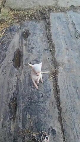 The video shows a small, white dog with tan spots and a black collar standing on its hind legs on a dark, textured surface covered in dry grass. The dog is facing away from the camera at first, then turns to face it, standing upright briefly before stepping forward on all fours. The surface appears to be a large, rectangular panel, possibly made of wood or composite material. The person filming the video is standing in front of the dog, their feet visible at the bottom of the frame, wearing gray and pink sneakers. A brick wall and wooden fence are visible in the background, along with some sparse greenery. The overall lighting suggests it is daytime.