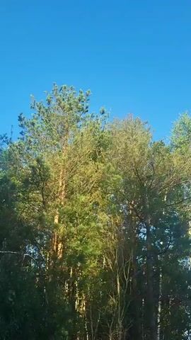 The video shows a view from a moving vehicle looking up at tall pine trees against a clear blue sky. The sun is shining, casting light and shadows through the branches. The camera is tilted upwards and pans slightly, capturing the dense green foliage and the trunks of the trees. No people or other objects are visible in the frame.