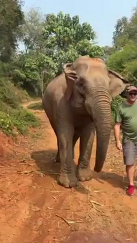The video shows an elephant standing on a dirt path alongside a man and a young woman. The elephant is light gray and faces the camera. Its trunk is extended, and it touches the man on the arm. The man wears a green shirt, beige shorts, and red tennis shoes. He smiles slightly. To his right is a young woman with red hair who wears a black tank top and patterned shorts. Both the man and the young woman appear to be standing next to the elephant. The path and the elephant are covered with what looks like sticks and straw. The background contains lush green trees and vegetation. The sky is light blue.