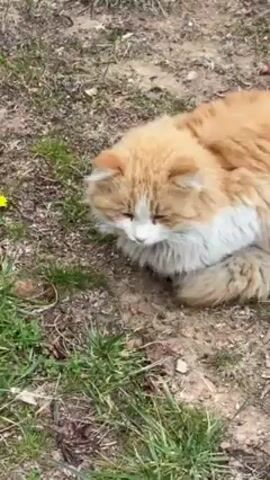 The video shows a fluffy, orange and white cat resting on the ground. The ground is covered with dirt, some patches of green grass, and a few leaves. The cat is lying down and appears relaxed, with its eyes mostly closed. There is a single yellow dandelion flower nearby. The camera zooms out and circles the cat.