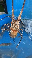 Live seafood tanks documented at Vietnam market location