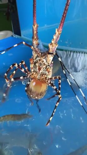 Live seafood tanks documented at Vietnam market location
