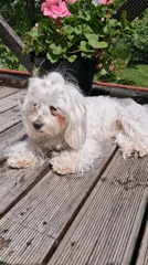 Morning backyard scenes feature dogs, rescued bird, deck observations