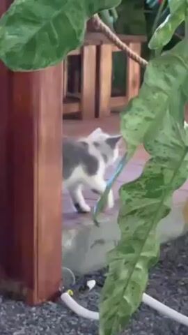 A medium shot shows a white and gray cat looking upward, framed by large green and yellow leaves. The cat sits on a step. In the background are wooden structures, rope, and dark gravel. A white tube lies on the ground near the leaves.