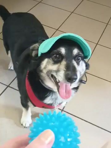 A close-up shot shows a medium-sized dog wearing a teal baseball cap. The dog has black and tan fur, and its tongue is sticking out. A hand is holding a blue spiked ball in front of the dog. The dog is looking at the ball with interest. The background is a tiled floor.