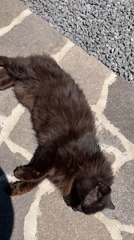 Cat roams Italian hotel during baptism party preparations