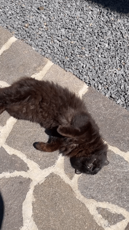 Cat roams Italian hotel during baptism party preparations