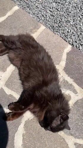 Cat roams Italian hotel during baptism party preparations