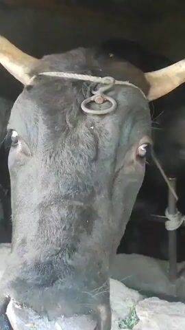 A close-up video shows the face of a black cow. The cow's head is facing the camera directly. The cow has horns and a ring attached to a rope around its head. The cow's eyes are open and looking forward. The video focuses on the cow's snout and nostrils, which appear wet and textured. The background is dark and out of focus, suggesting the cow may be in a stable or enclosure. The lighting is dim.