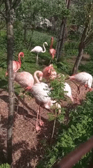 Morning zoo visit documented across animal exhibits in Izhevsk