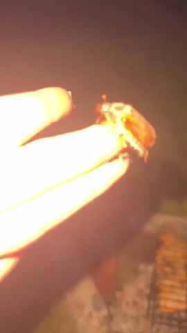 The video shows a person holding a beetle on their finger. The beetle is brown and white and has long legs. The person's hand is in focus, and the beetle is clearly visible. The background is dark and blurry, but there appears to be a grill in the distance. The lighting is poor, but the beetle is still well-lit.