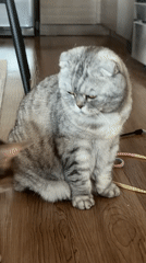 Multiple cats at home in Glendale