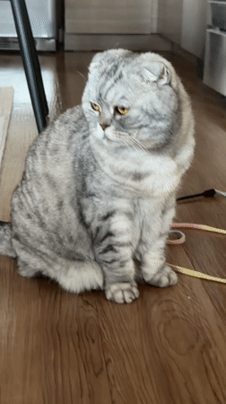 Multiple cats at home in Glendale