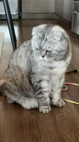 Multiple cats at home in Glendale