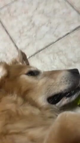 A golden retriever dog is shown lying on its back on a light-colored tiled floor. The dog is holding a bright green, spiky, bone-shaped dog toy in its mouth and appears to be gently chewing on it. The camera is positioned very close to the dog's face, capturing its snout, black nose, and parts of its eyes and ears. The dog's golden fur is visible around its head and neck. The lighting suggests an indoor setting. The dog's expression appears calm and content as it interacts with its toy. The camera moves slightly, giving a close-up, intimate view of the dog.