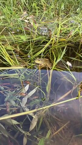 A frog sits partially submerged in murky water, surrounded by green reeds and grass. The frog is facing the camera and its eyes are open. The water is clear enough to see the frog's legs beneath the surface. The overall scene is natural and appears to be outdoors.