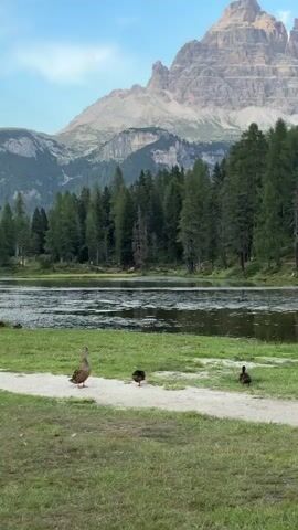 A wide shot of a serene natural landscape. In the foreground, a grassy area with a winding dirt path. On the path, three ducks are present. One duck stands upright on the left, while two ducklings are foraging on the path to the right. Behind the grassy area is a body of water with aquatic plants. Beyond the water is a dense forest of pine trees. In the background, a majestic mountain range with rugged peaks dominates the horizon under a clear blue sky.