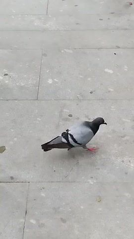 A pigeon walks on a paved sidewalk. The pigeon is gray with black markings on its wings and tail. It has pink legs and feet. The sidewalk is made of large, light gray rectangular stones. There are a few small, dark spots on the stones, possibly from dirt or debris. In the background, a light gray wall is visible. The scene appears to be outdoors in daylight, with no indication of the weather. The pigeon is the sole subject of the video, and its activity is simply walking and pecking at the ground, suggesting it might be foraging for food. There is no visible text in the media file.