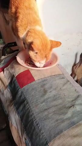 A ginger and white cat is eating from a white bowl placed on a patchwork cushion. The cat is bent over the bowl, its head down and mouth in the food. The bowl appears to contain small pieces of food. The cushion has sections of blue denim and red fabric. The background is a plain white wall with a slight shadow. The lighting suggests natural sunlight.