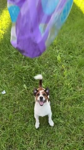 A white and brown Jack Russell terrier dog plays with a purple inflatable toy on a grassy lawn. The dog is visible from behind at the start of the video, partially obscured by the toy. The dog then moves to the front of the toy and begins to interact with it, biting and nudging it. The dog looks up at the camera and pants. The toy is round and appears to be deflated or partially deflated. The environment is a sunlit lawn with green grass.