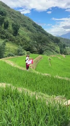 A person stands in a rice paddy, framed by tall green stalks of rice in the foreground. Behind them, the paddy extends in a series of stepped terraces up a lush green hillside, with a backdrop of blue sky and scattered clouds. The person is wearing a white shirt and maroon pants. They hold a red cloth overhead. The person then lowers the cloth, bringing it to their face, and walks away. The hillside is densely covered with trees and vegetation, and mountains are visible in the distance.