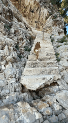 Dog climbs hillside stairs in Montenegro village