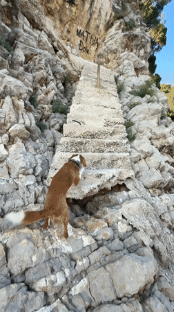 Dog climbs hillside stairs in Montenegro village