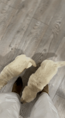 Golden retriever puppies play with people indoors in Yerevan
