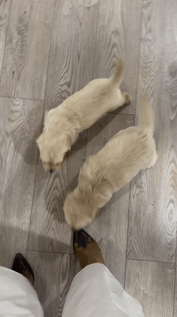 Golden retriever puppies play with people indoors in Yerevan