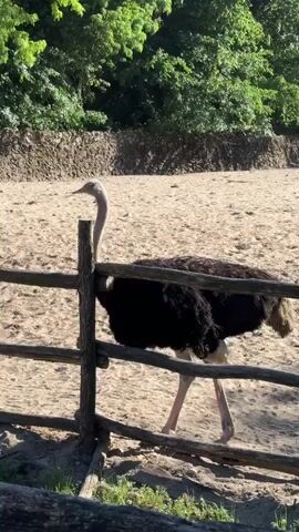 An ostrich is standing behind a wooden fence in a sandy enclosure. The ostrich has black plumage on its body and a long neck. The fence is made of horizontal wooden logs. Behind the enclosure are green trees and a small dirt embankment. The scene is sunlit.