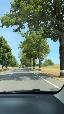 The video shows a first-person view from inside a car driving on a paved road lined with trees. The trees are tall and green with full canopies, and they appear to be planted at regular intervals along both sides of the road, creating an avenue effect. Some of the trees have white bands wrapped around their lower trunks. The road has white lines marking the lanes. In the distance, other cars are visible on the road. The sky is blue with some clouds, and the overall impression is of a sunny day in a rural or suburban setting.
