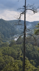 Forest landscapes with fire damage documented in Da Lat