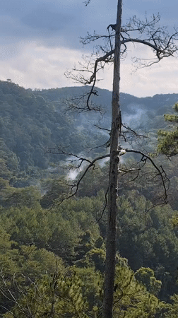 Forest landscapes with fire damage documented in Da Lat
