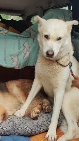 A white husky sits in the back of a vehicle, its mouth slightly open. To its left, a German Shepherd is lying down, its head resting on a cushion. The dogs are surrounded by blankets and cushions, suggesting they are traveling or camping. The environment appears to be the interior of a car or van.