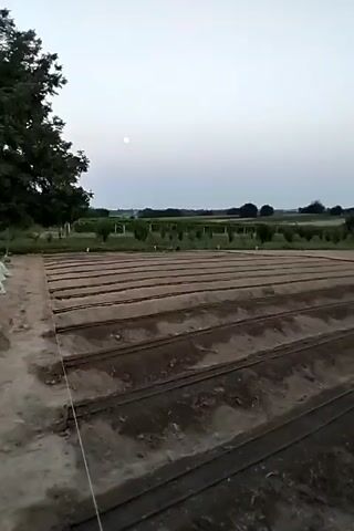 The video shows an outdoor scene at dusk or dawn. In the foreground, there are raised garden beds with irrigation lines running along them. The soil is dark brown and appears freshly tilled. A thin white string is visible in the lower left corner of the frame, stretched taut across the garden beds. In the middle ground, there is a field with rows of young plants, possibly trees or vines, and some smaller plants scattered throughout. A large tree with dark green foliage stands on the left side of the frame. The background consists of a flat landscape with more trees and vegetation, and a faint line of distant structures. The sky is a pale grey-blue, and a small, bright circular object, possibly the moon or a planet, is visible in the upper left quadrant of the sky. The overall impression is of an agricultural or horticultural setting preparing for or concluding a growing season.